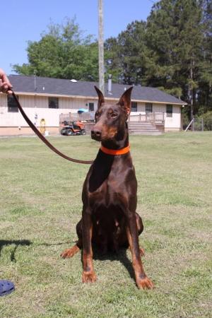 DobermanPupsForSale